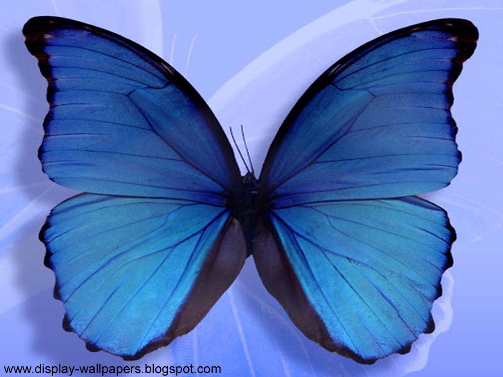 1024x768 Wallpaper Download Butterfly Desktop Wallpaper HD Wallpaper Download Butterfly