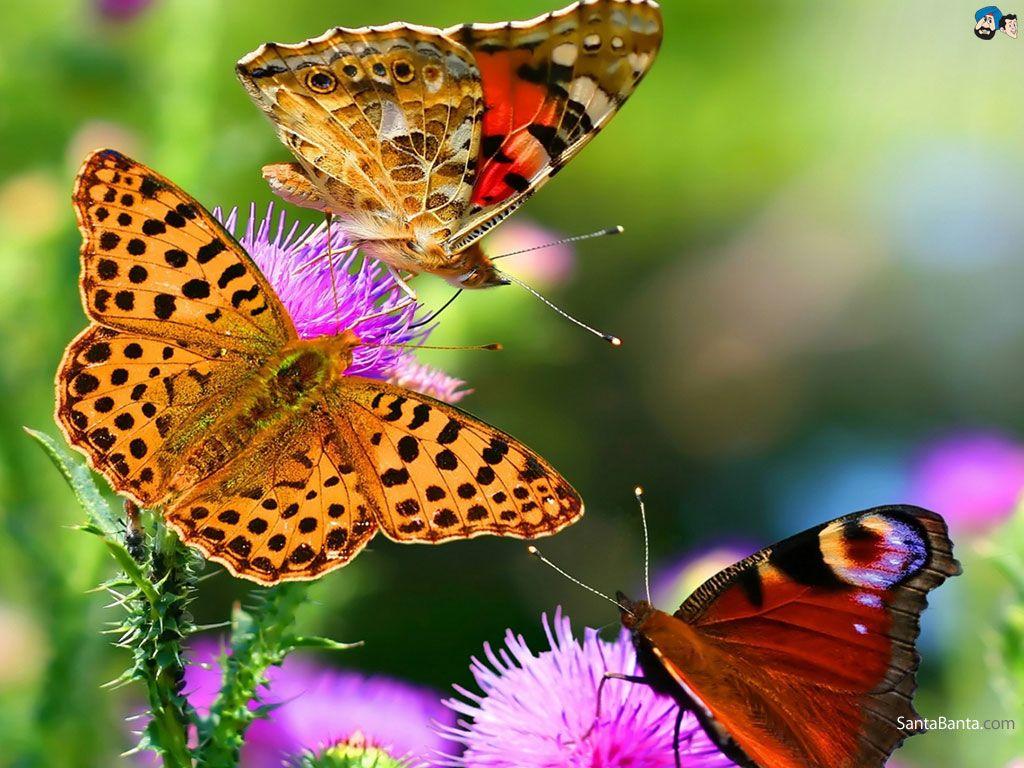 1024x768 Nature Butterfly Wallpaper, HD Nature Butterfly Background on WallpaperBat