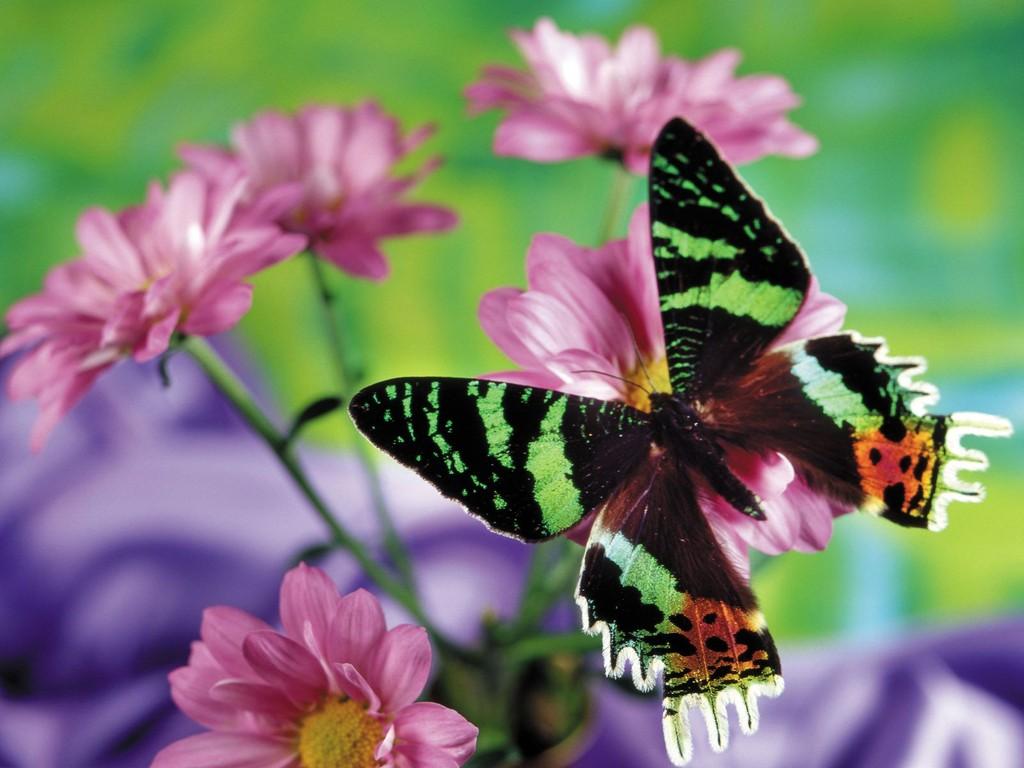 1024x768 Download Free Butterfly Wallpaper 21793 1024x768 px High Definition Wallpaper