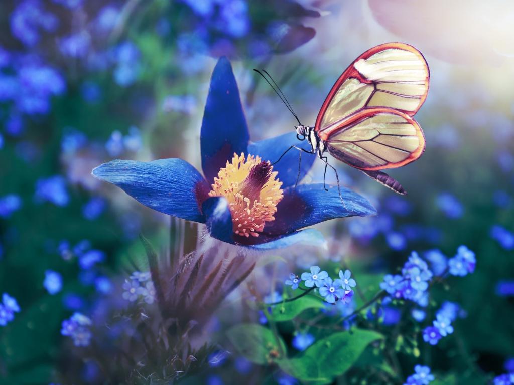 1024x768 Download 1024x768 wallpaper blue flower, butterfly, meadow, macro, 1024x768 standard 4: fullscreen, 1024x768 HD image, background, 23886