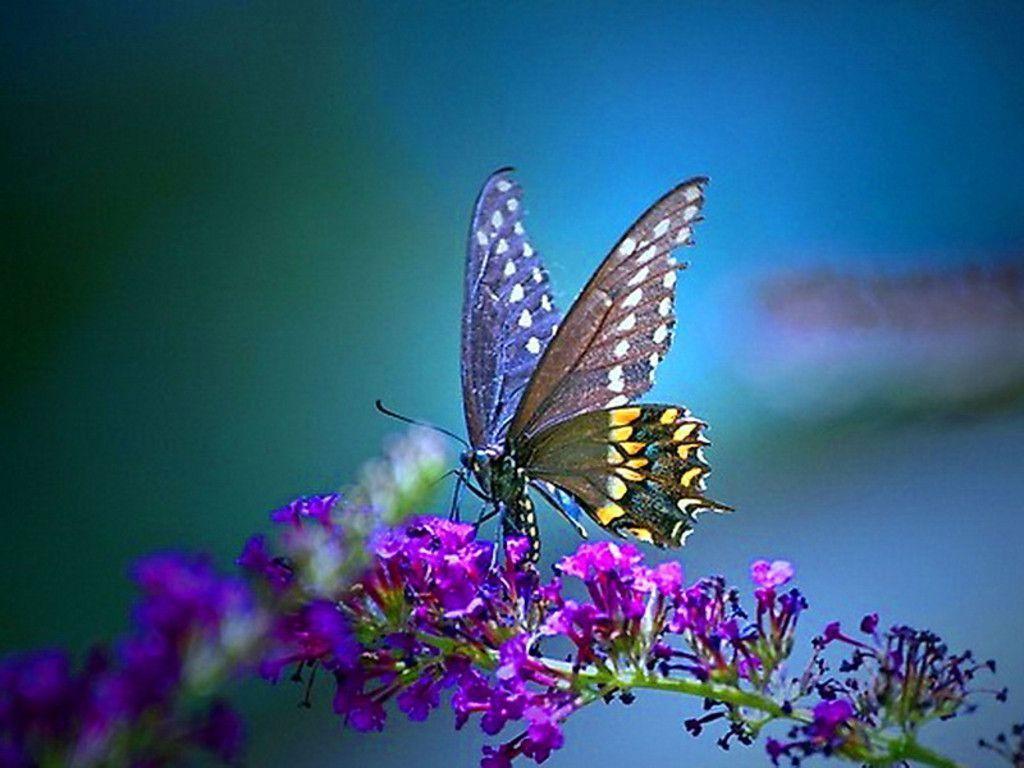 1024x768 Butterflies Wallpaper