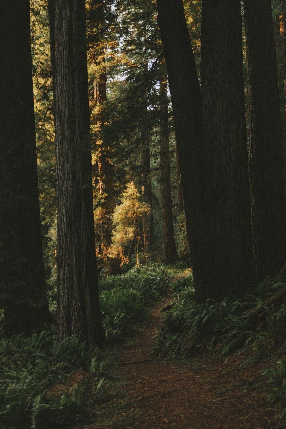 Redwood Forest iPhone Wallpapers Top Free Redwood Forest iPhone