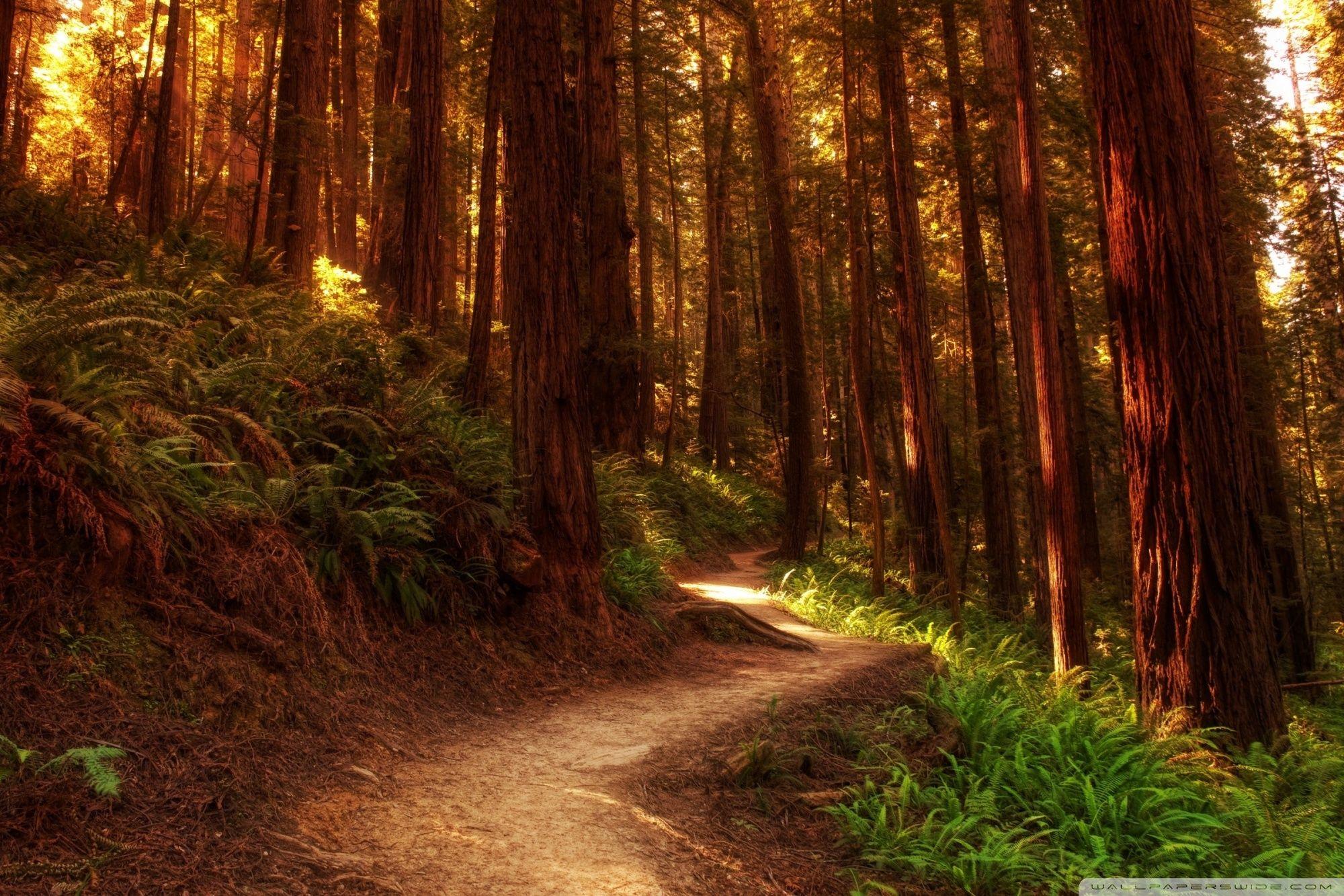 2000x1333 Redwood Trees Ultra HD Desktop Background Wallpaper for 4K UHD TV : Multi Display, Dual Monitor : Tablet