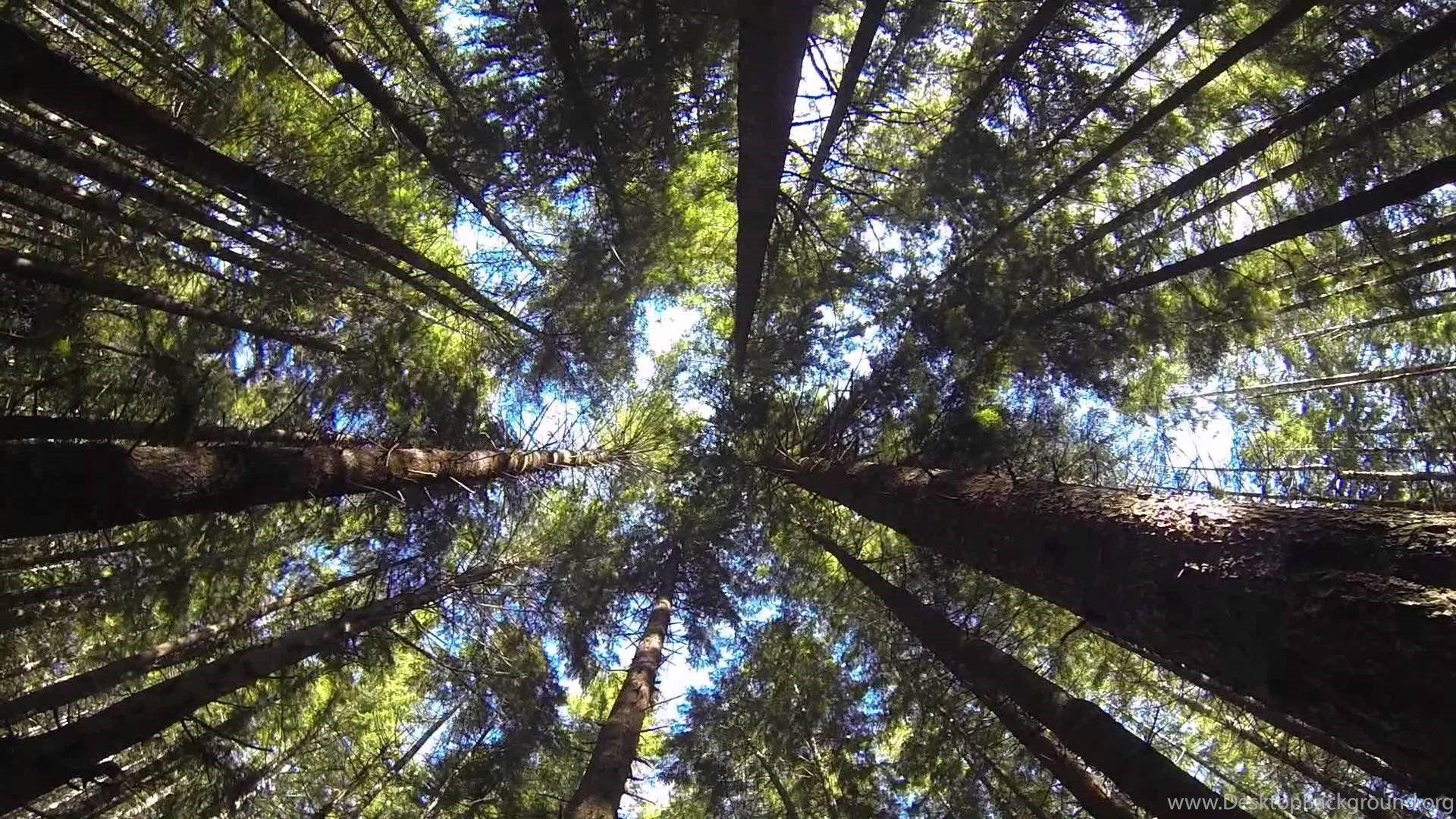 1920x1080 Time Lapse Sequoia Trees Redwood Forest, Northern California