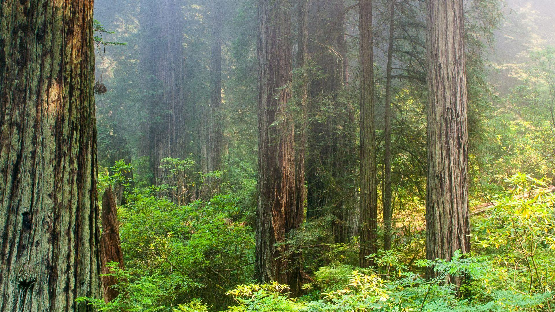 Redwood Forest iPhone Wallpapers Top Free Redwood Forest iPhone