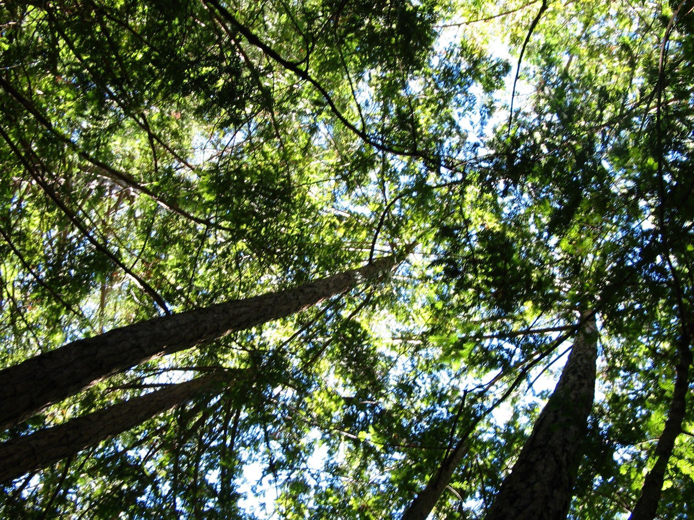 2272x1704 Free of redwood forest, redwoods, tall trees