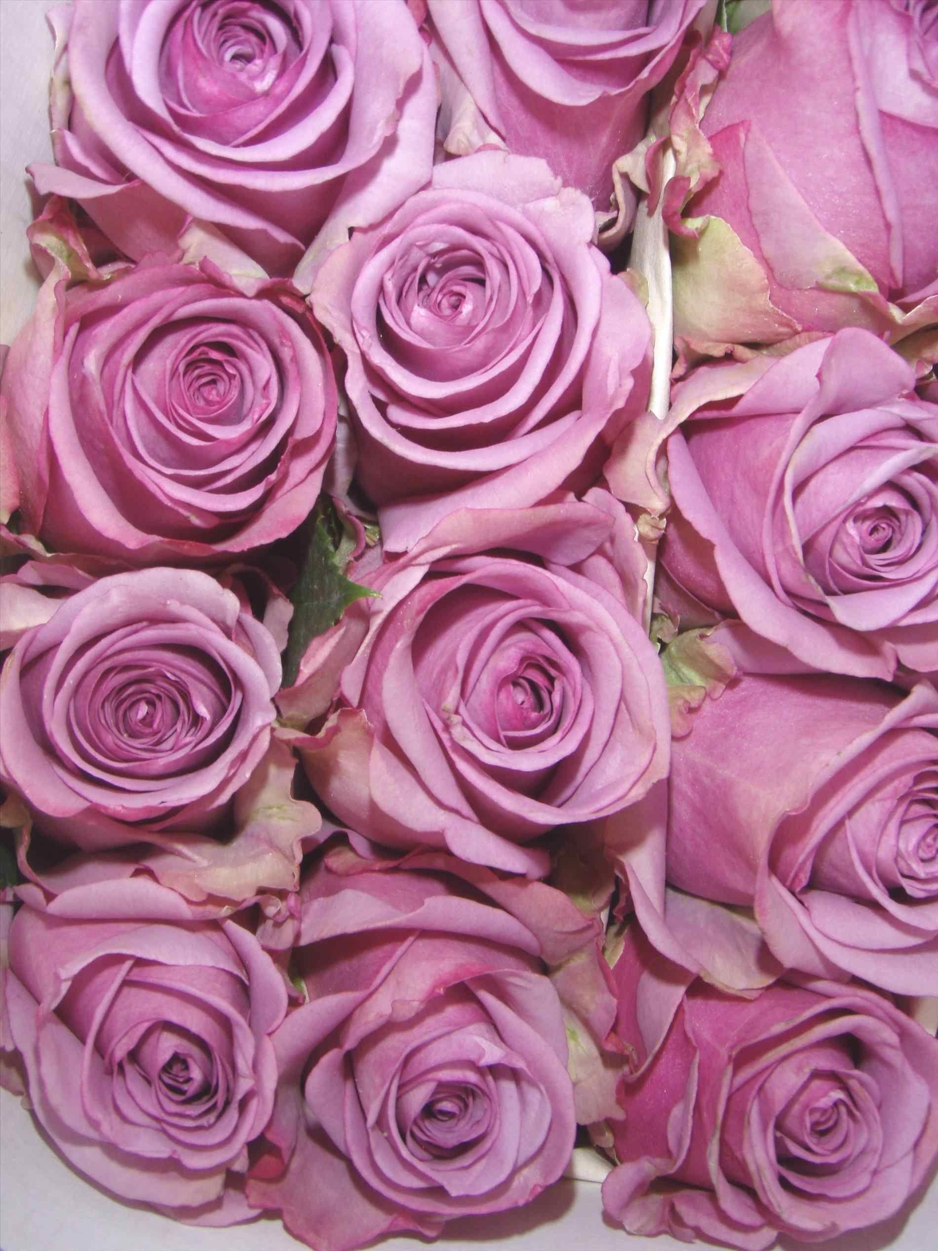 1900x2533 Purple Rose Background