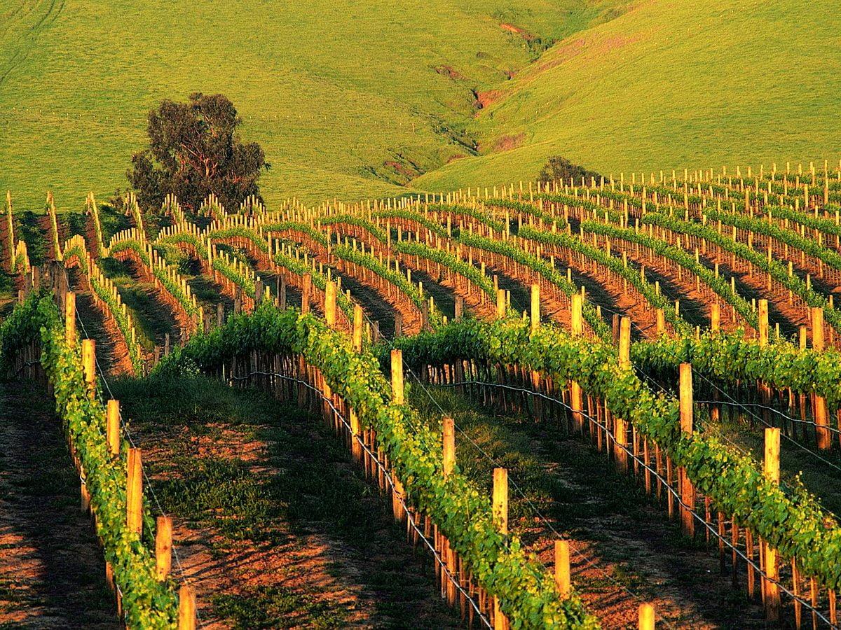 1200x900 Vineyard wallpaper HD. Download Free background