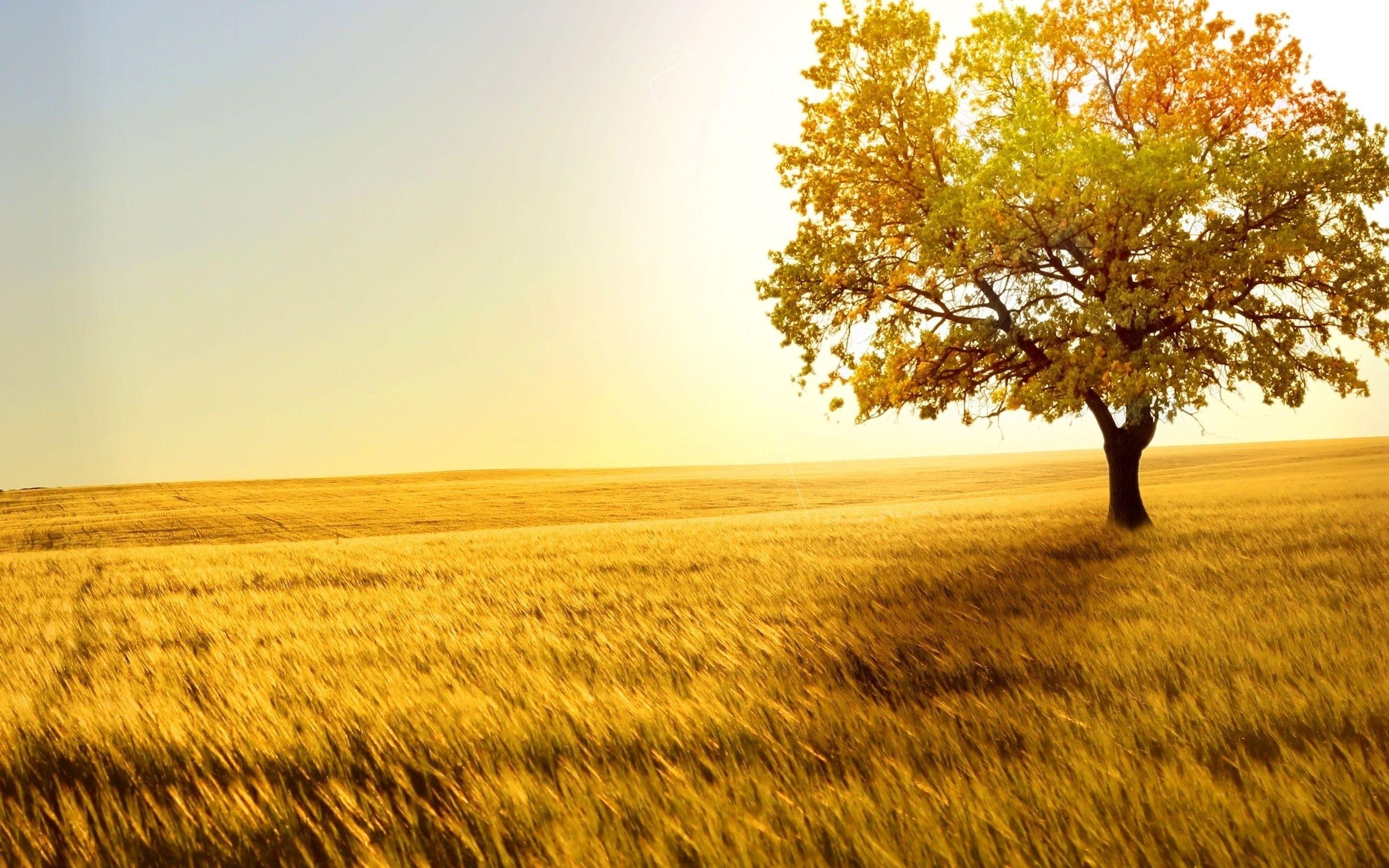 2560x1600 Tree Wallpaper