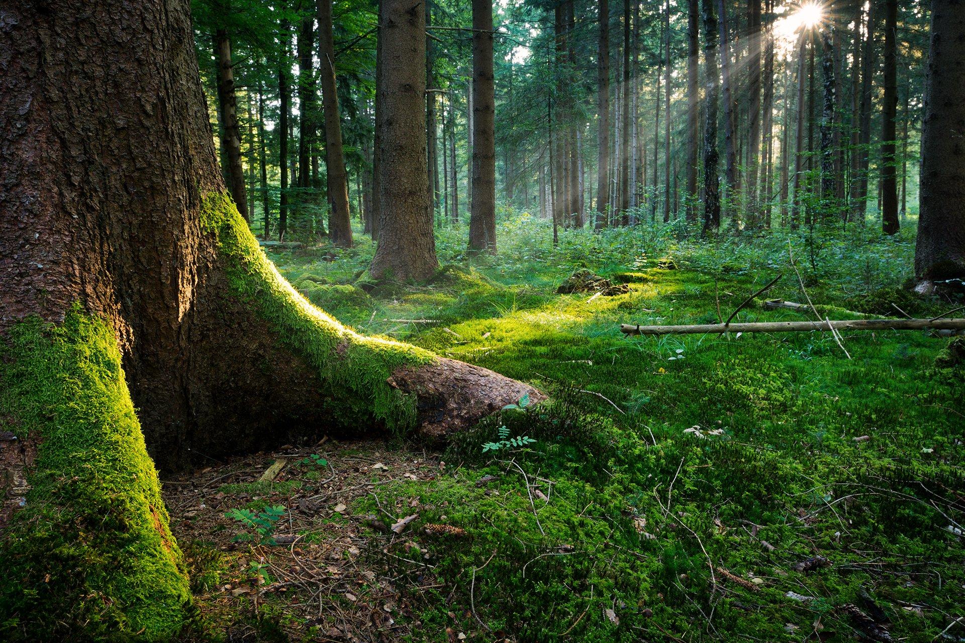 1920x1280 Old Trees Wallpaper Free HD Wallpaper