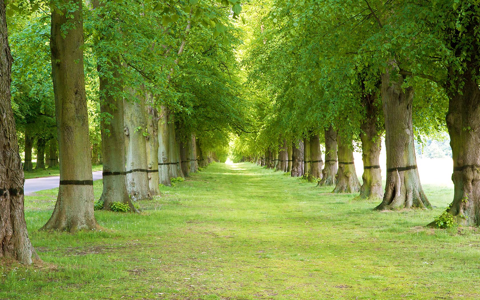 1680x1050 Trees Background