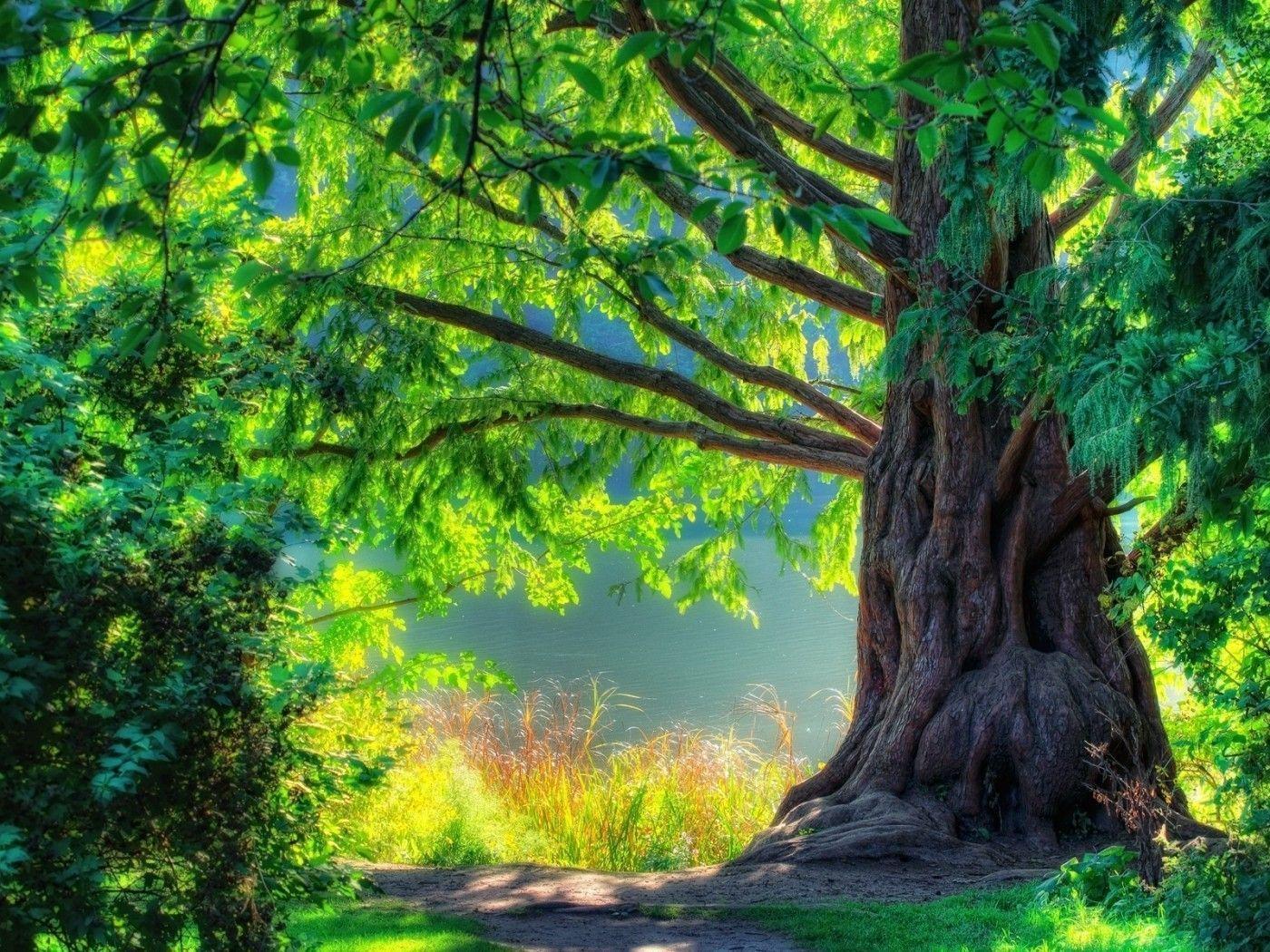 1400x1050 Giant Tree Wallpaper