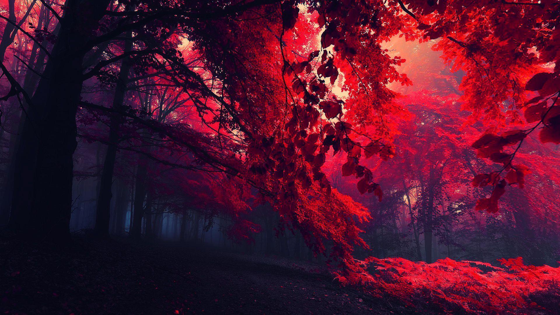 1920x1080 Red Tree Wallpaper, HD Red Tree Background