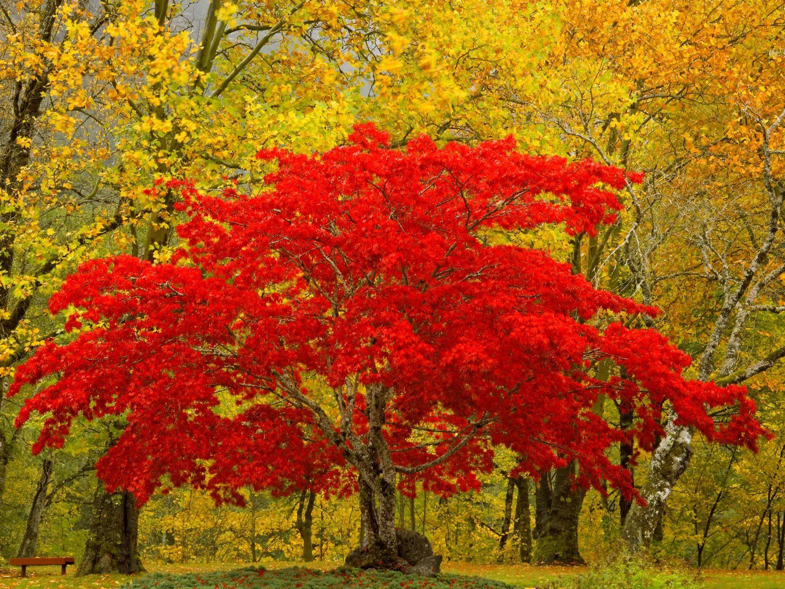 1600x1200 Tree Wallpaper 1600x1200