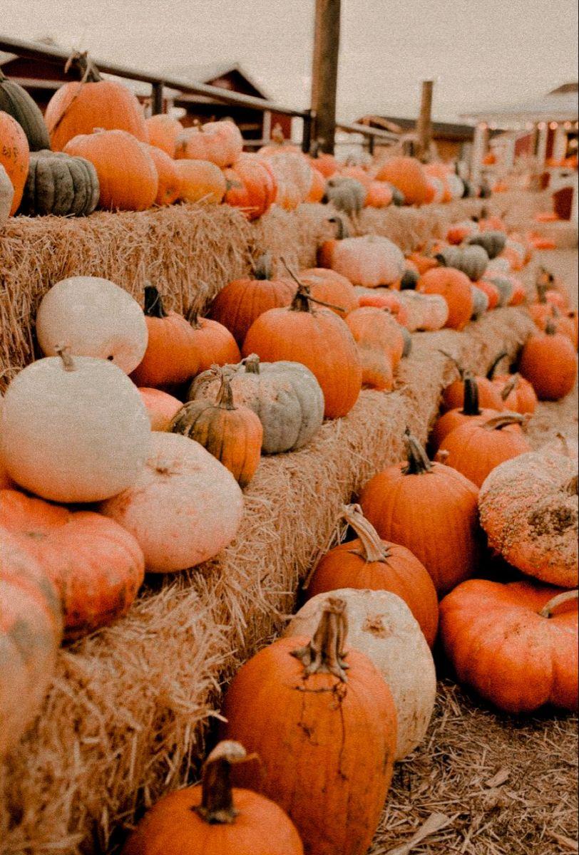 812x1200 pumpkin fall aesthetic. Cute fall wallpaper, Fall wallpaper, Fall pumpkins