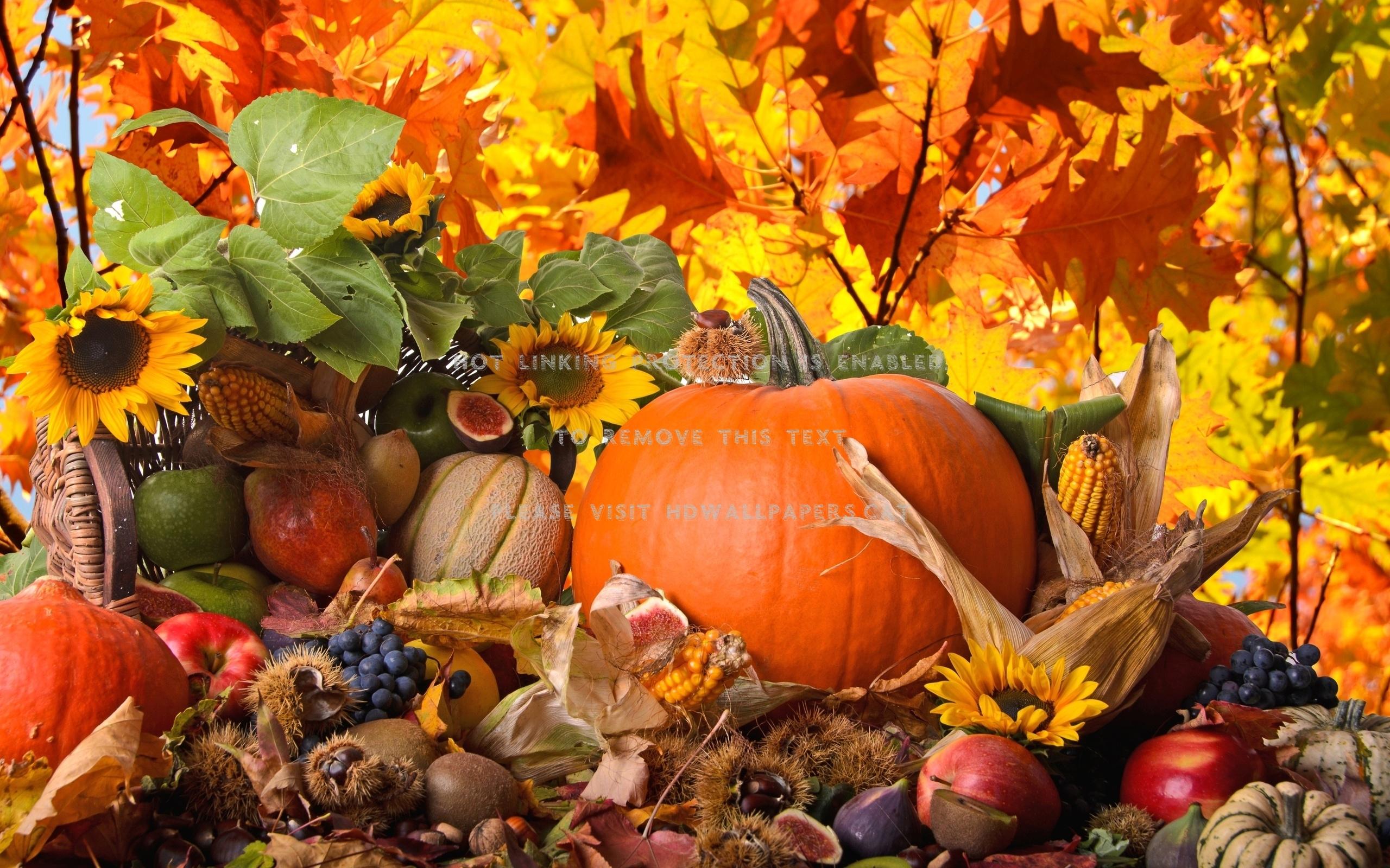 2560x1600 fall season still life sunflowers pumpkin