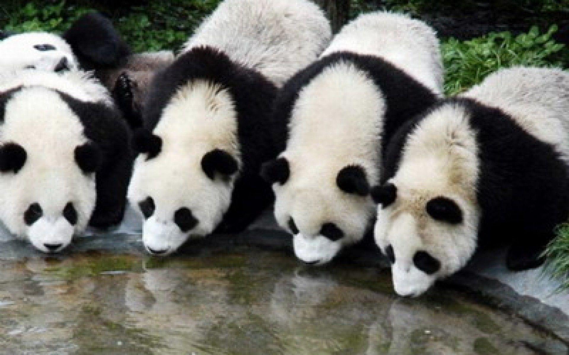 Большая панда живет. Большая Панда в Китае. Ареал обитания панды. Бамбуковые панды китайские. Медведь Панда.