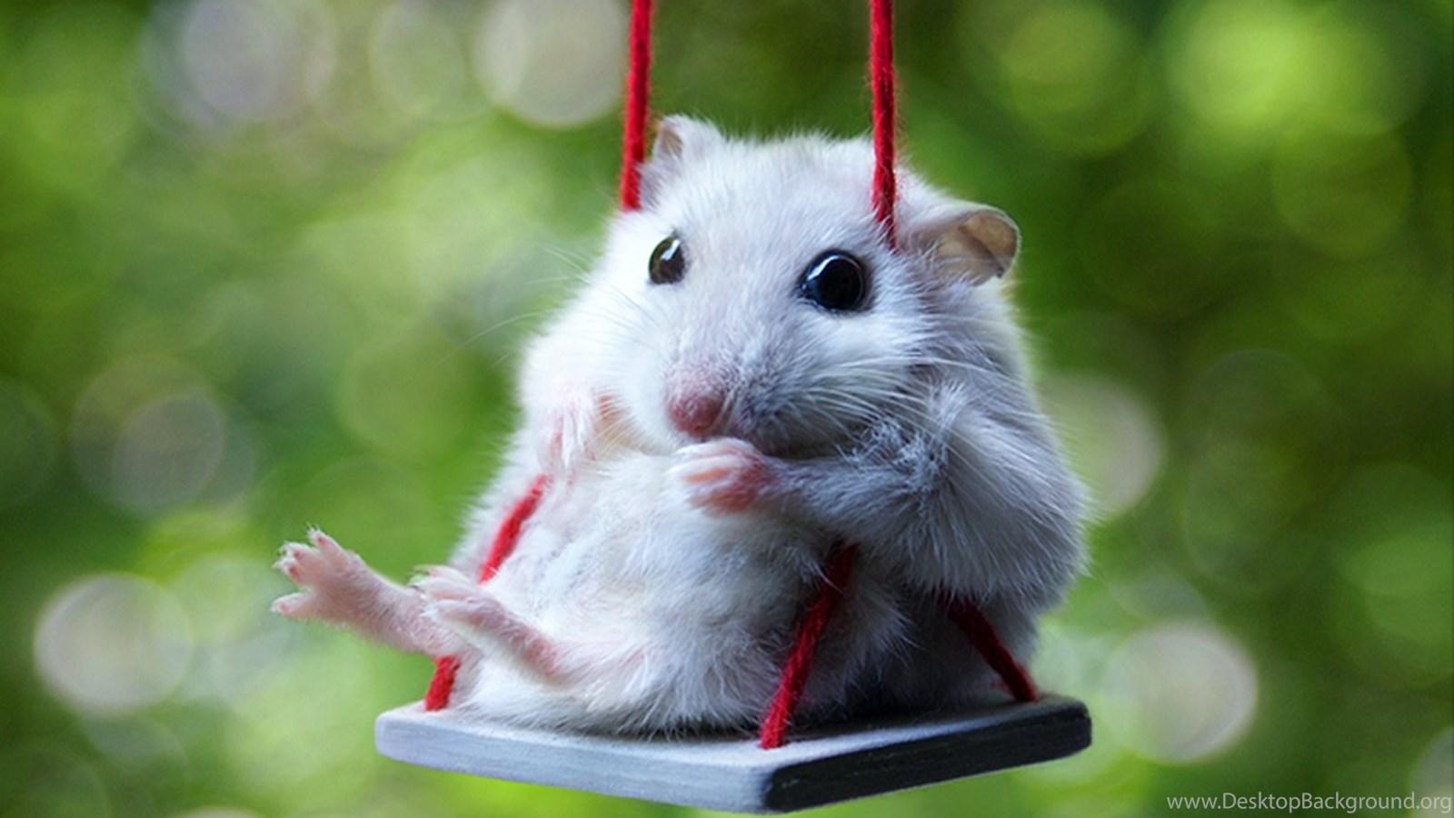 1600x900 Cute Hamsters Wallpaper Desktop Background