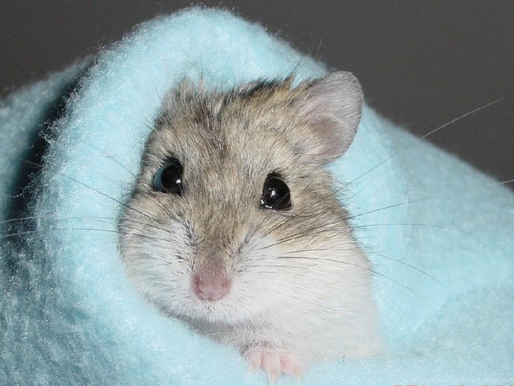 1024x768 Cute Hamster Wallpaper, Other Pets Wallpaper & Picture Free Download Desktop Background