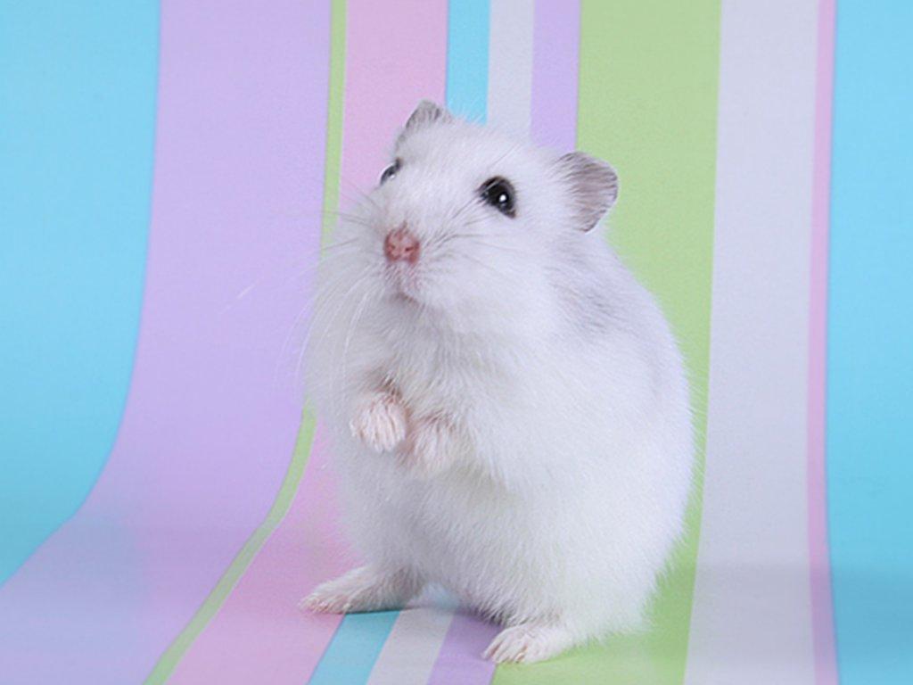 1024x768 Cute Hamster Best Wallpaper 20001