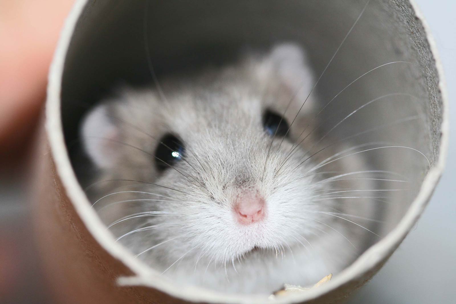 1600x1067 Hamster Wallpaper Computer HD Wallpaper