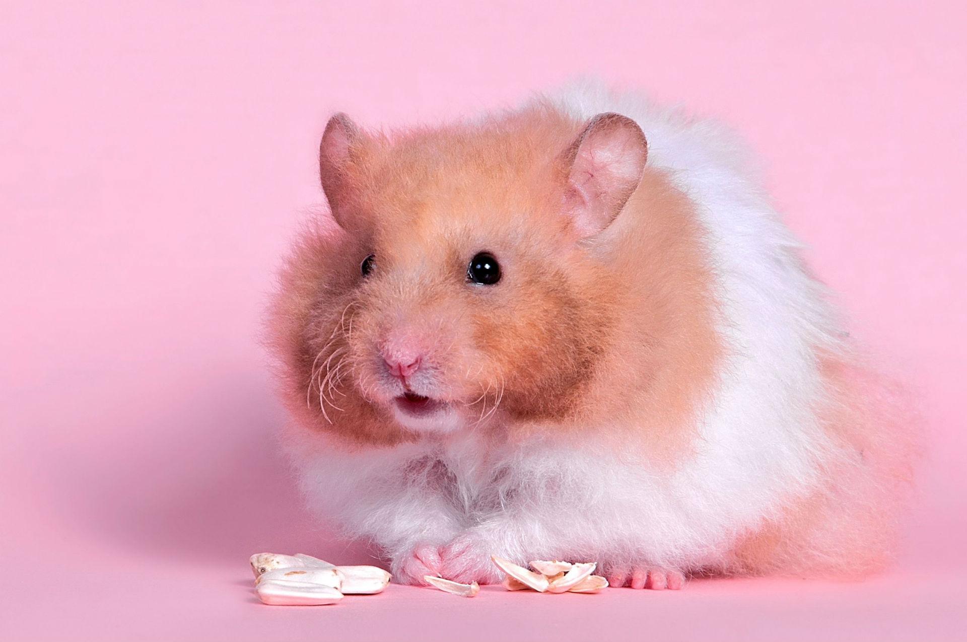 1920x1275 Cute Hamster Background Wallpaper 20000