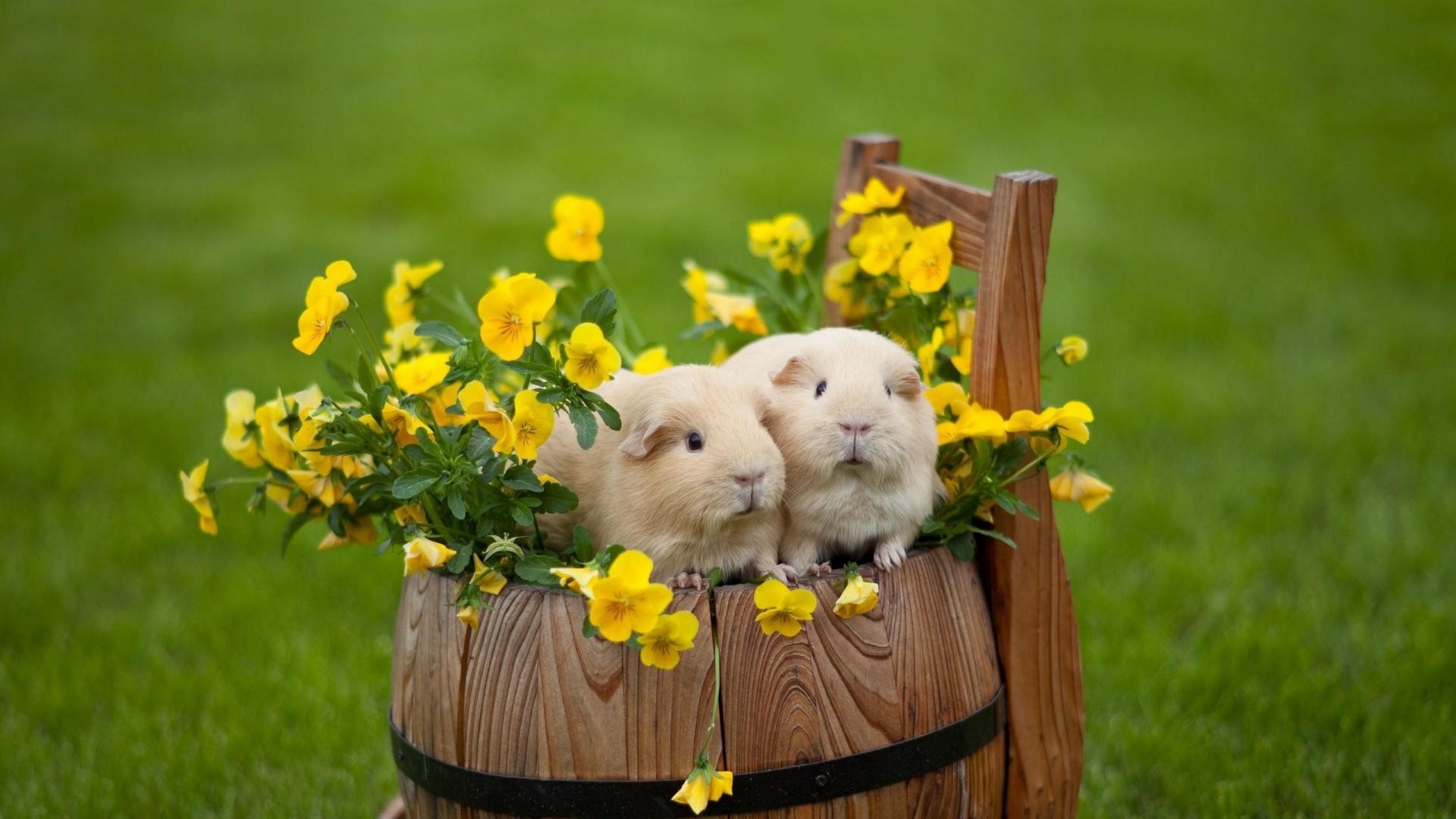 1920x1080 Cute Hamster Wallpaper 20011