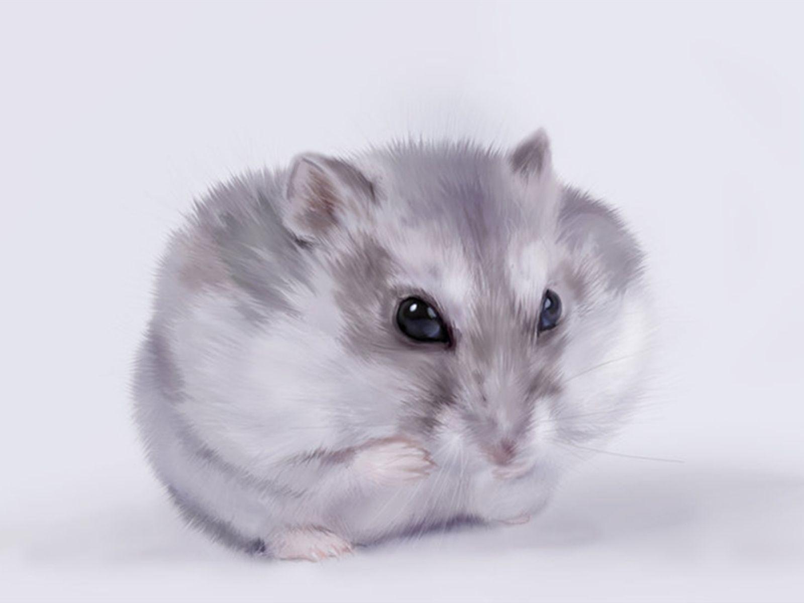 1600x1200 Cute Hamster HD Wallpaper