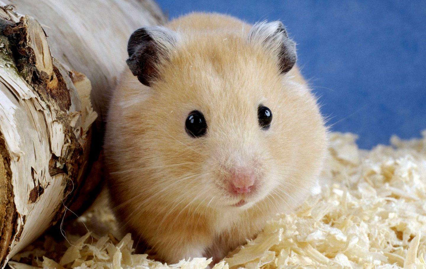 1440x910 hamster HD wallpaper, background
