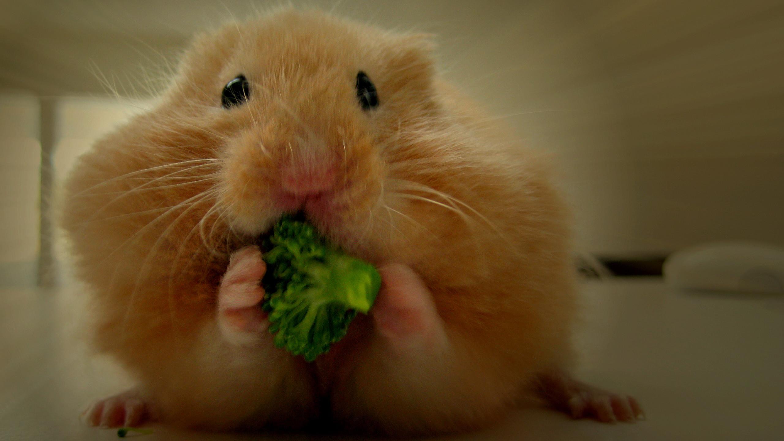 2560x1440 Hamsters's HD Wallpaper
