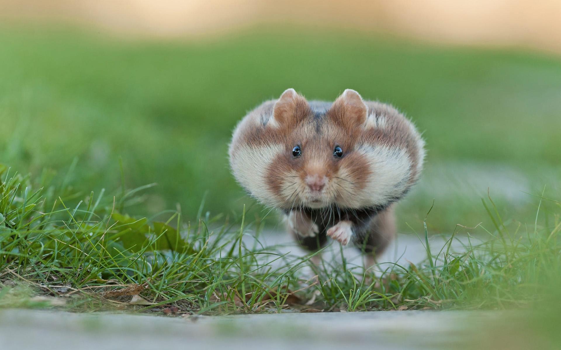 1920x1200 Download wallpaper flying hamster, funny animals, bokeh, cute animals, hamster, running hamster for desktop with resolution 1920x1200. High Quality HD picture wallpaper