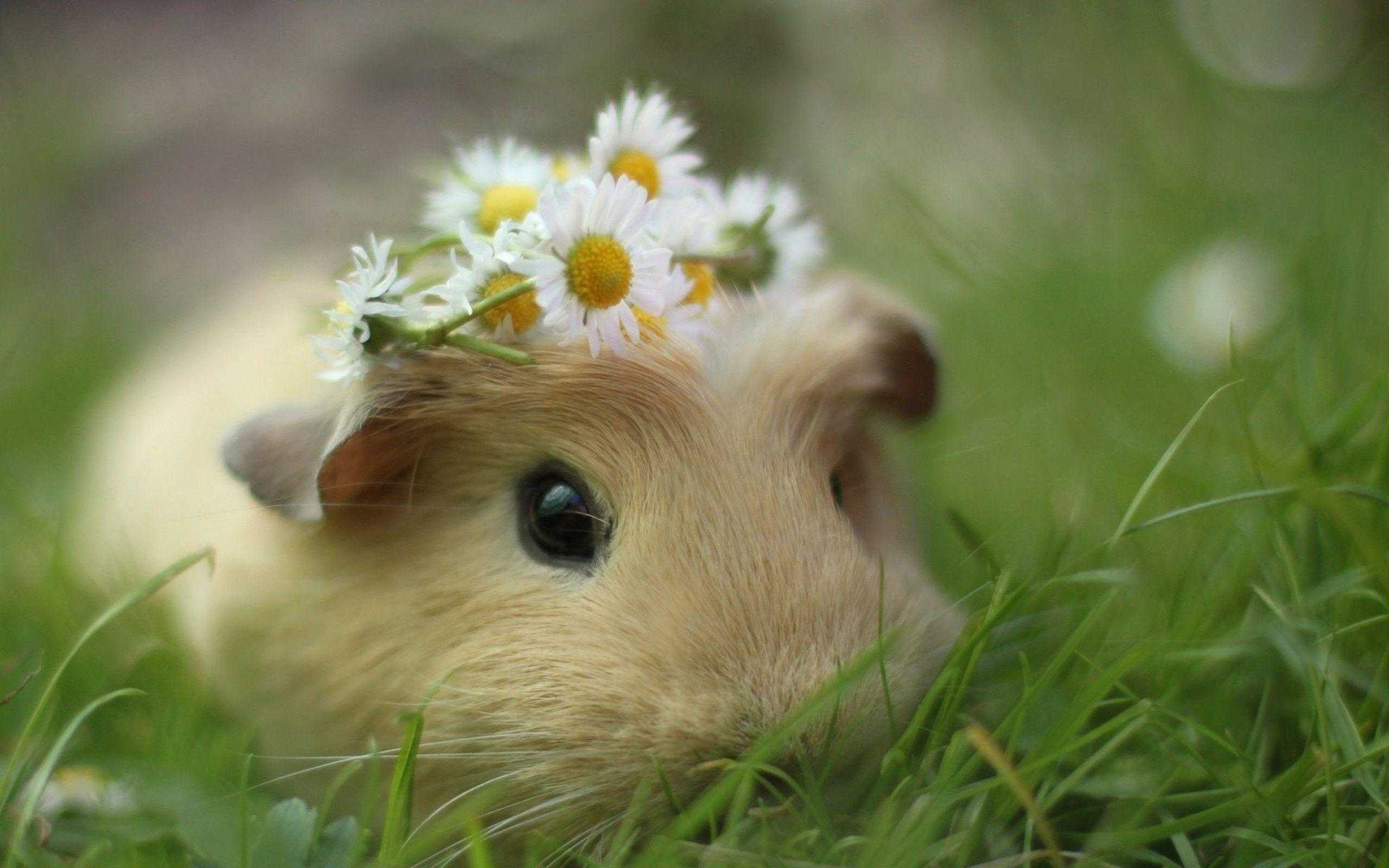 2560x1600 Cute Hamster Wallpaper Free HD Wallpaper
