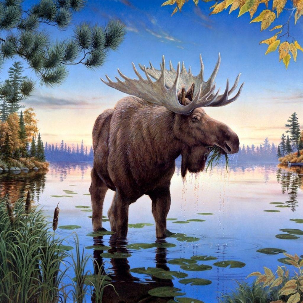 Download Moose wallpapers for mobile phone free Moose HD pictures