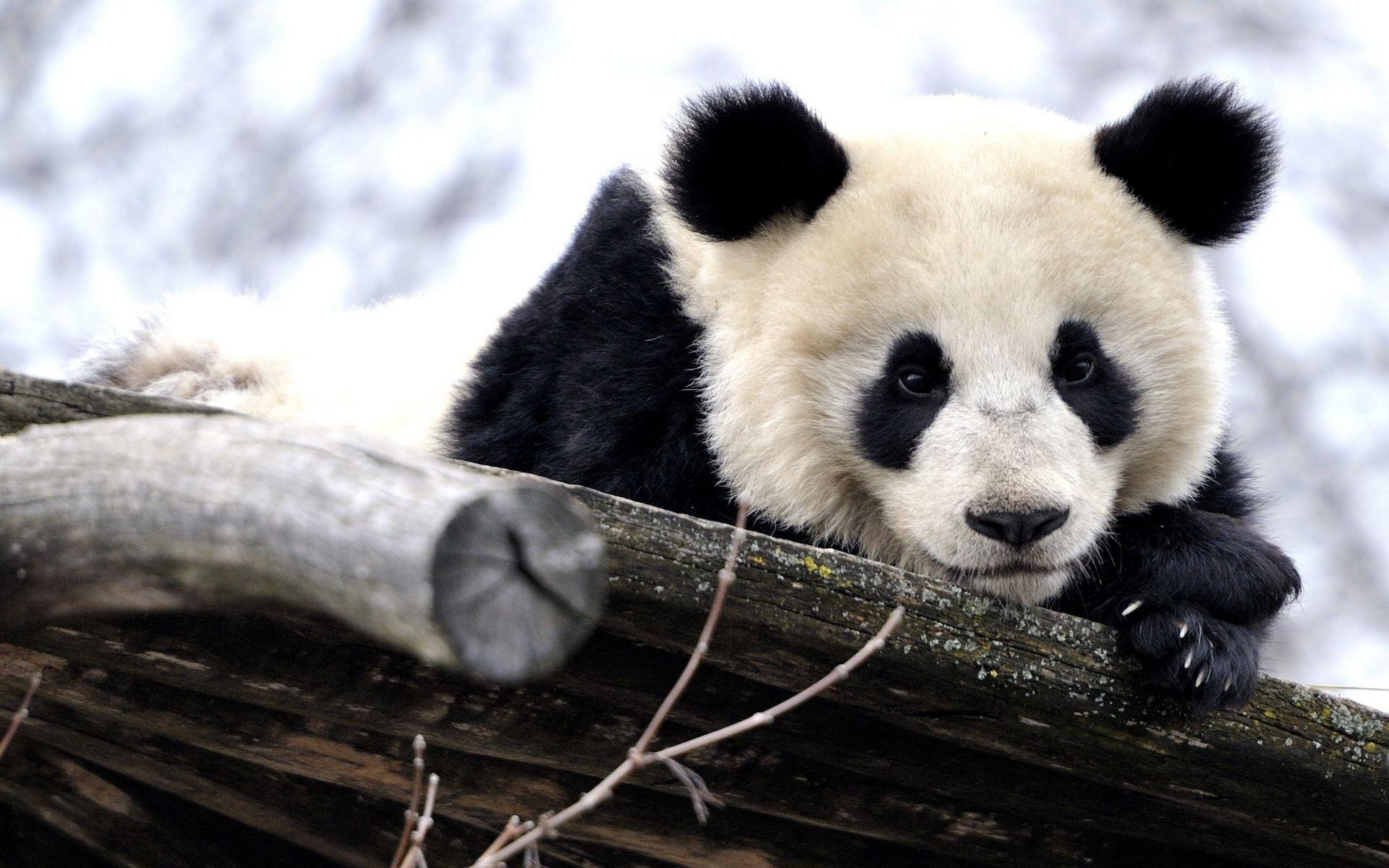 1920x1200 Panda Wallpaper, Adorable 48 Panda Photo HQ Definition. W.Web