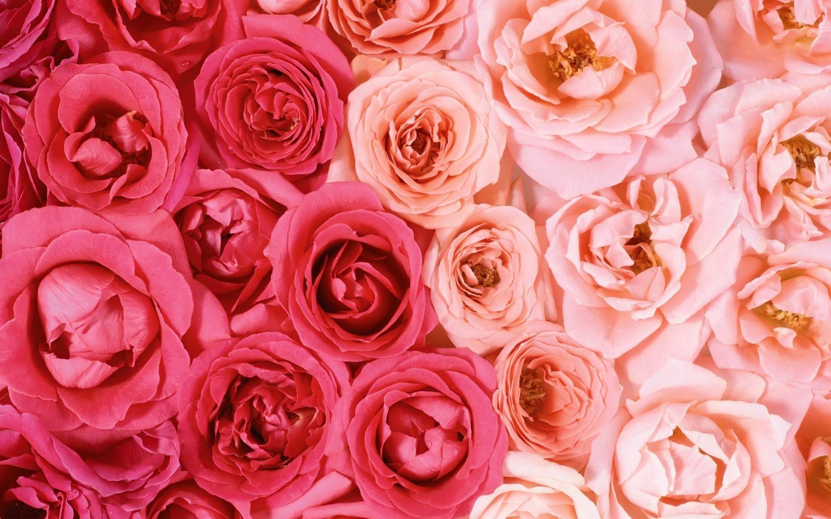 Aesthetic Rose Computer Wallpapers - Top Free Aesthetic ...