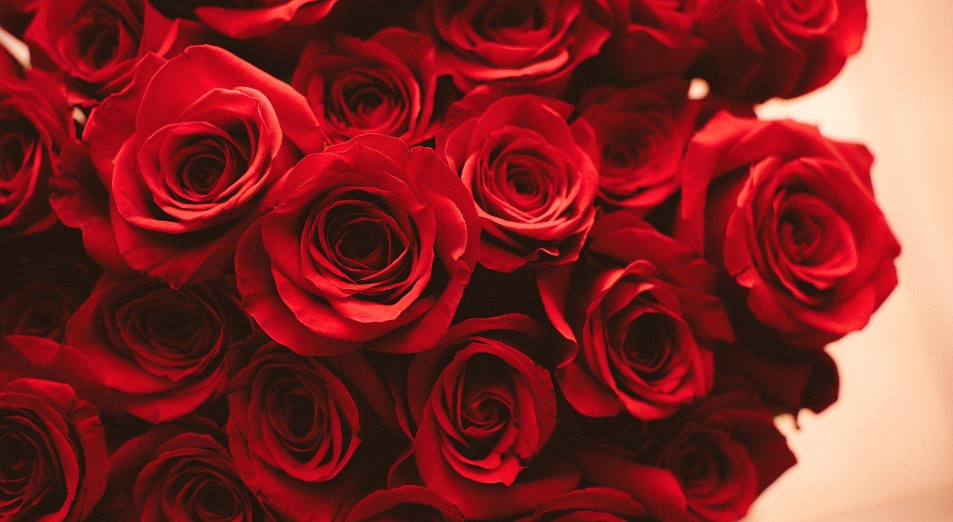 Aesthetic Rose Computer Wallpapers - Top Free Aesthetic Rose Computer