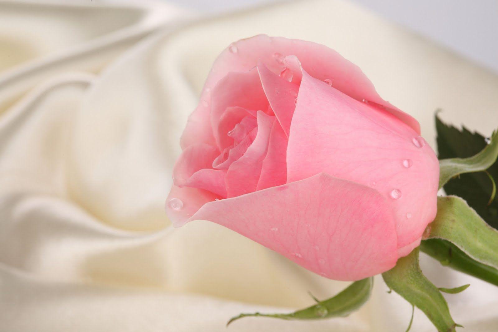 1600x1066 Background Roses Wallpaper