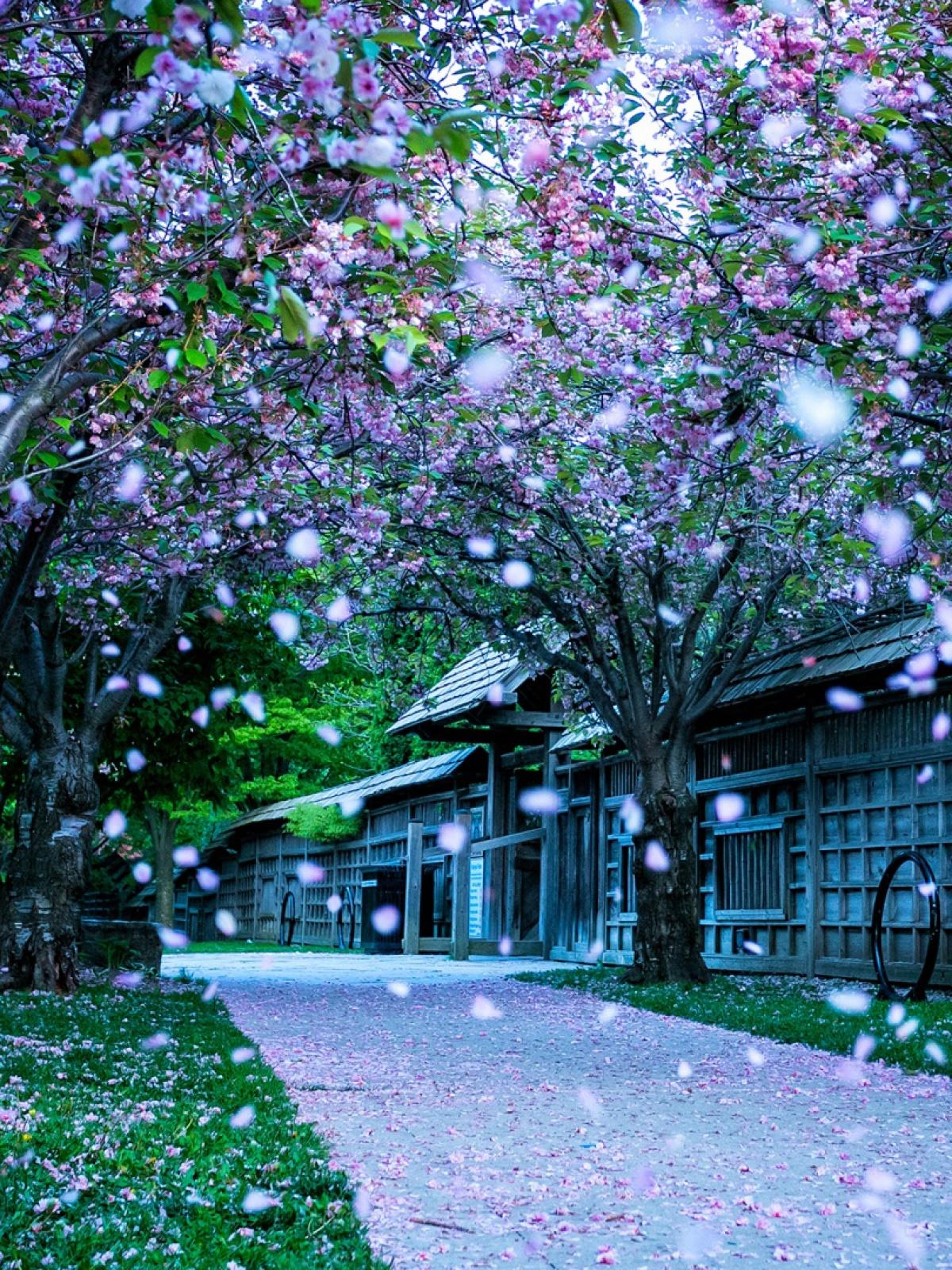 1200x1600 Mississauga Kariya Park Canada Mobile Wallpaper