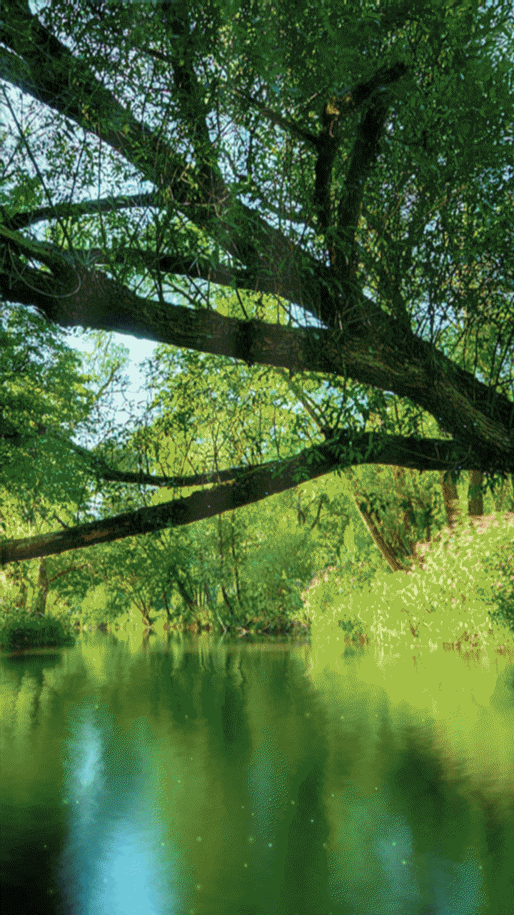 720x1282 river photography wilderness. calm river photography. river stream wallpaper. river gif aesthetic. Live wallpaper, River photography, Live background