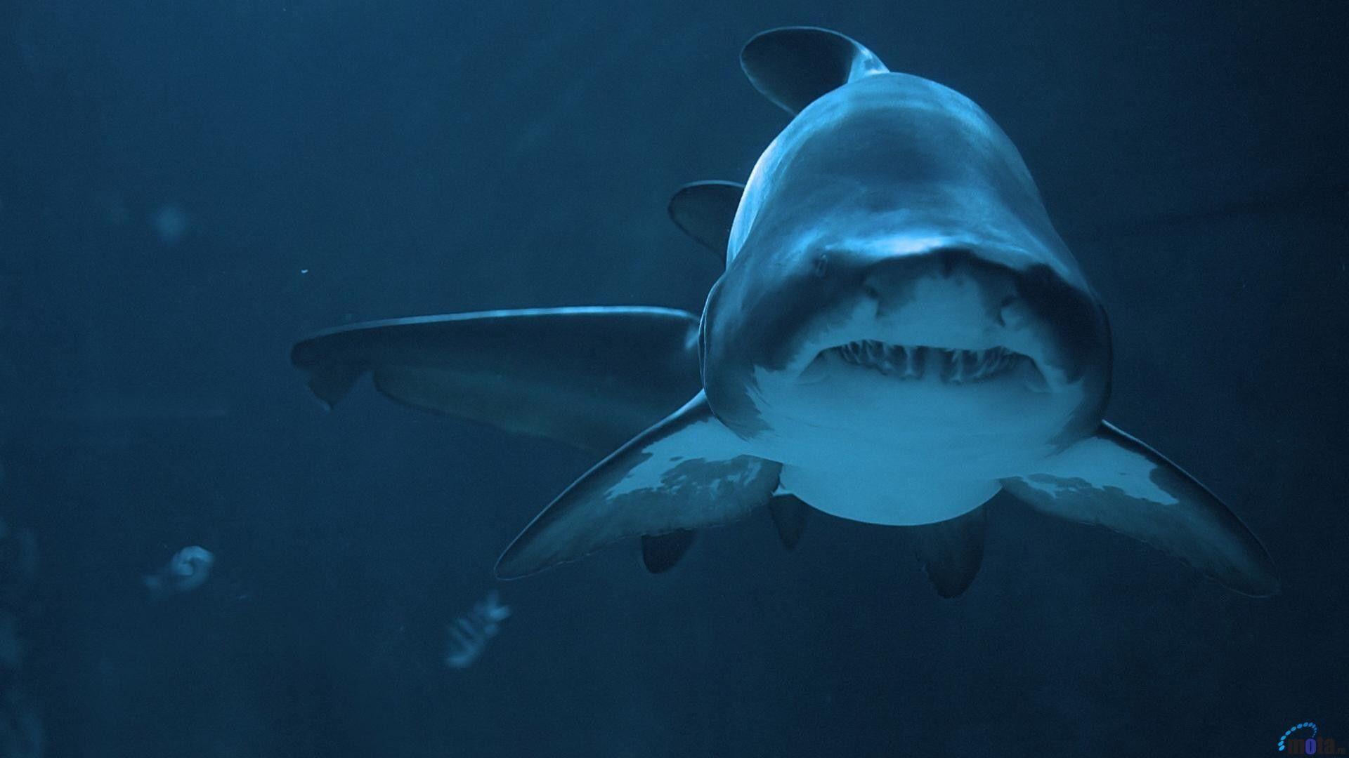 1920x1080 Bape Shark Wallpaper