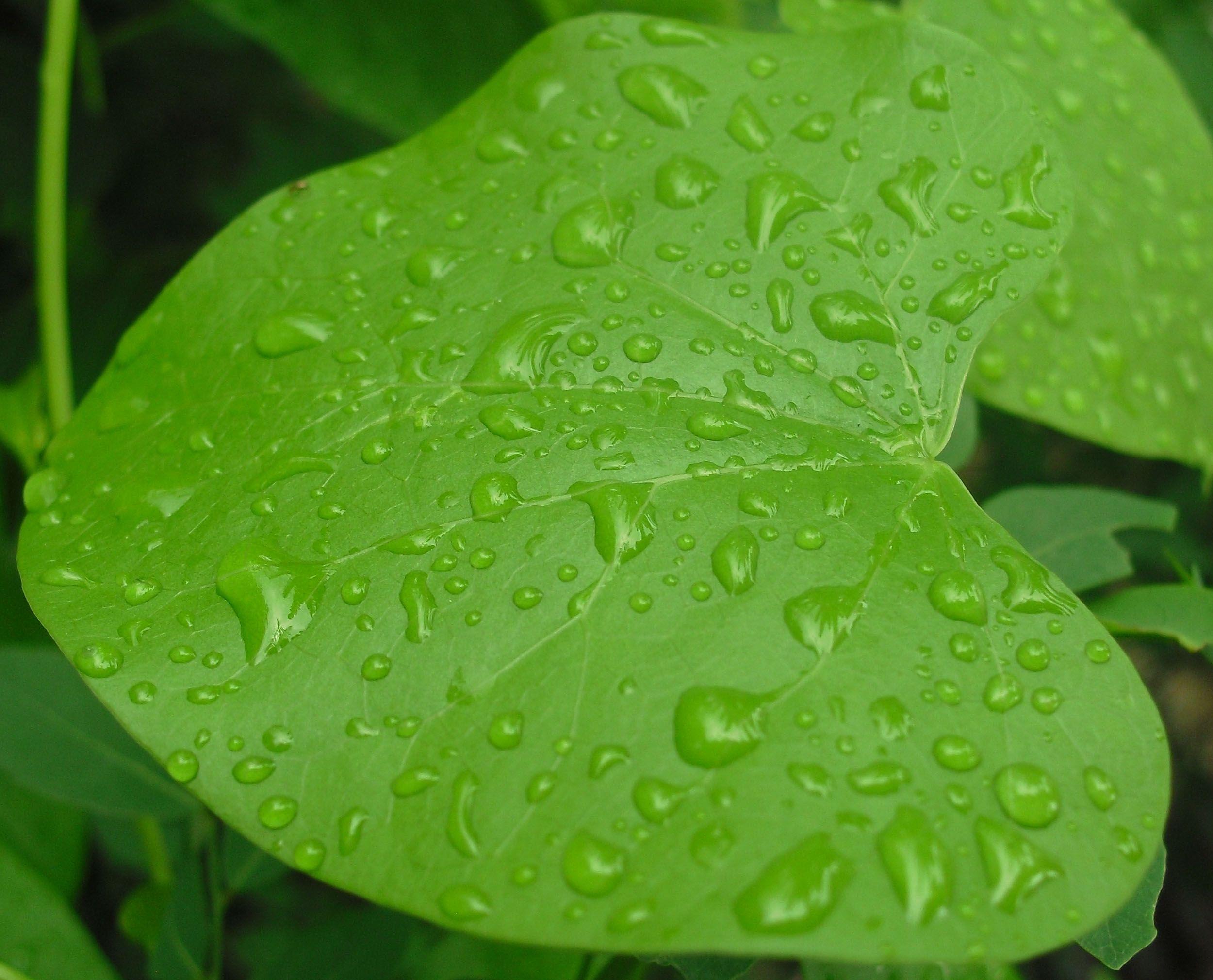 2500x2020 Rain Drop Shanto