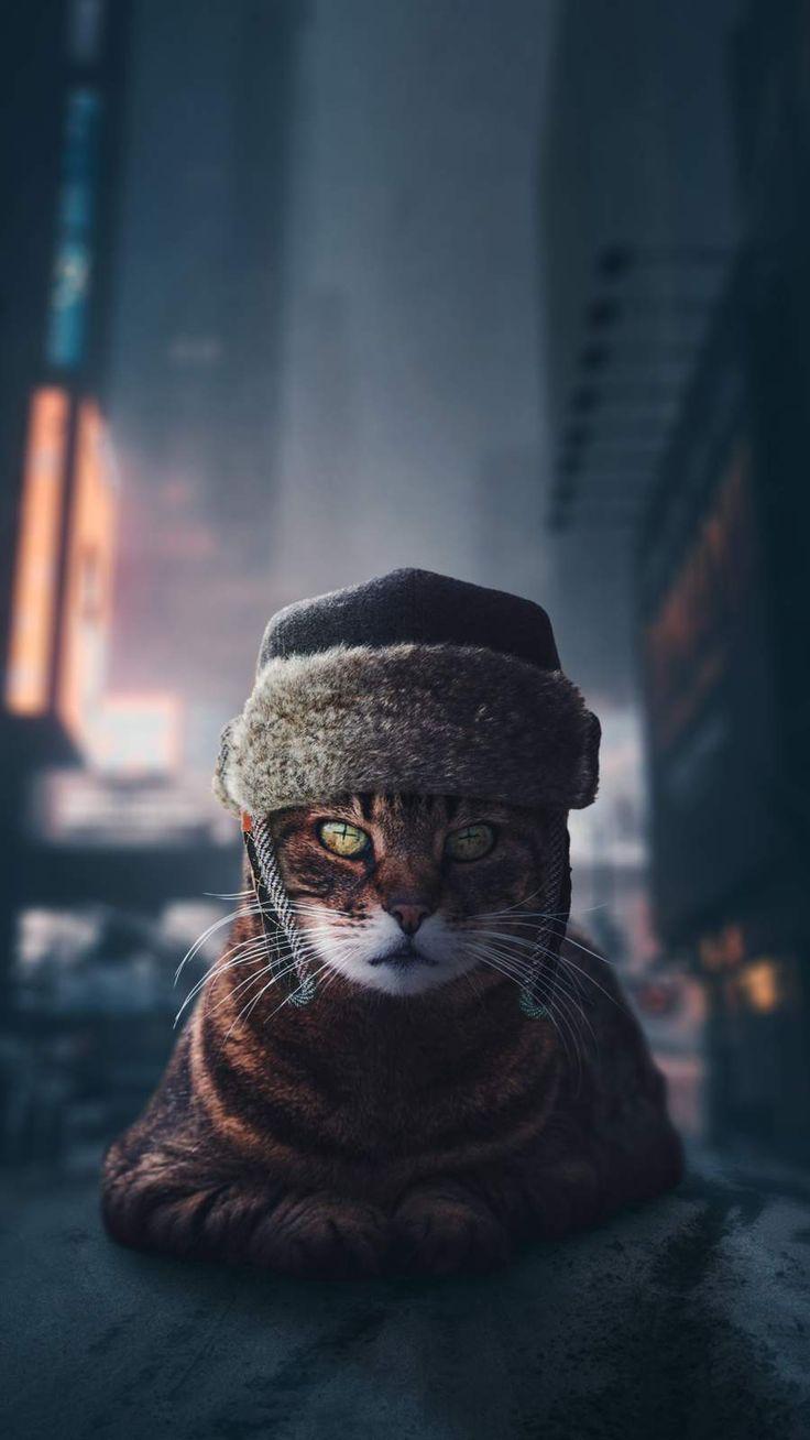 736x1308 Russian Cat iPhone Wallpaper with 900x1600 Resolution. Cool background for iphone, Russian cat, Cats iphone
