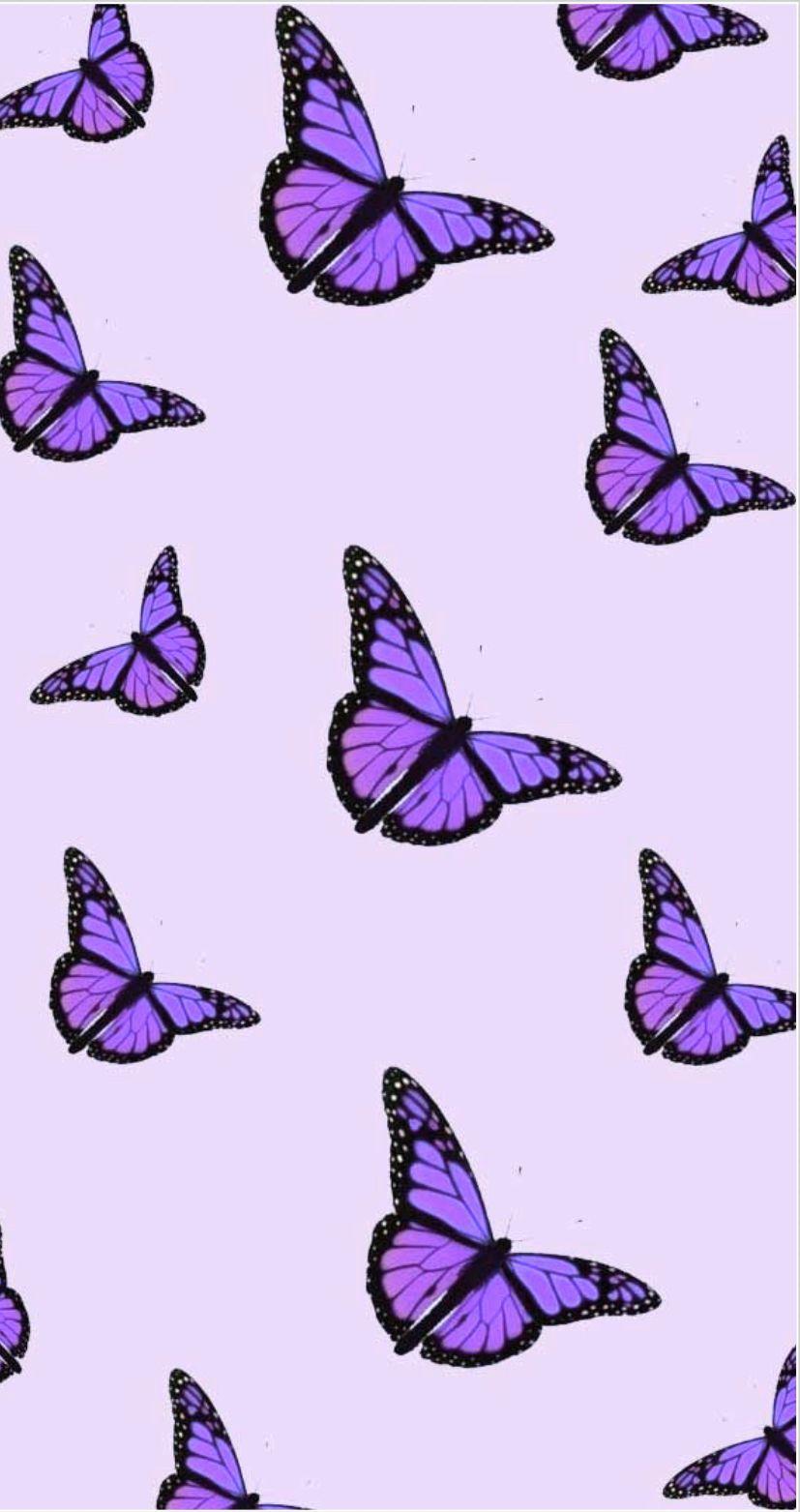 cute purple butterfly wallpaper