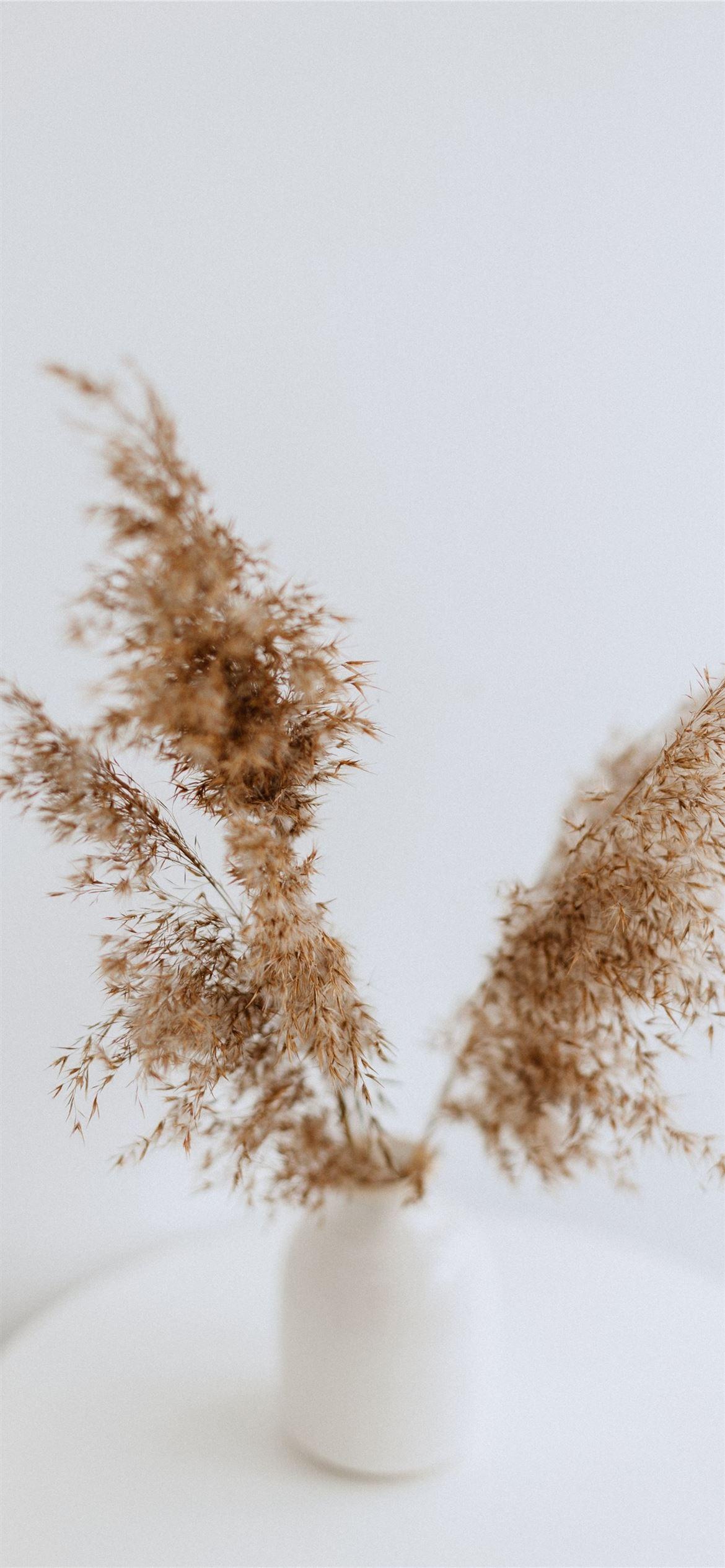 1170x2532 Best Brown iPhone 12 HD Wallpaper