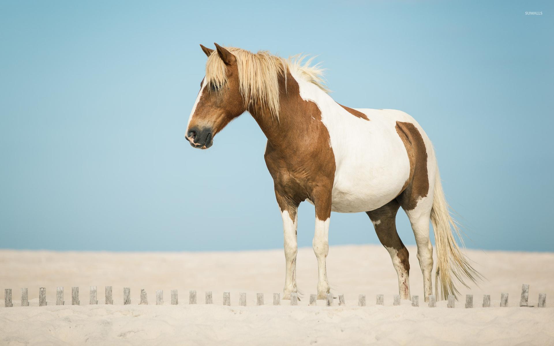 1920x1200 White and brown horse wallpaper wallpaper