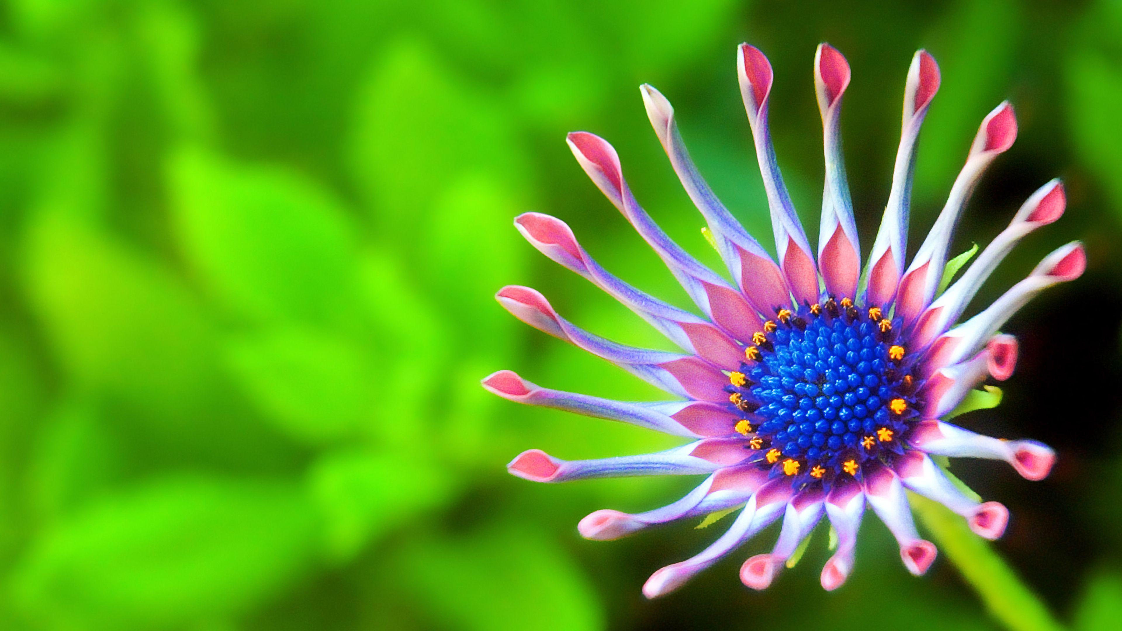 Ultra HD Flower Wallpapers Top Free Ultra HD Flower Backgrounds Ultra HD Flower Wallpapers Top Free Ultra HD Flower Backgrounds