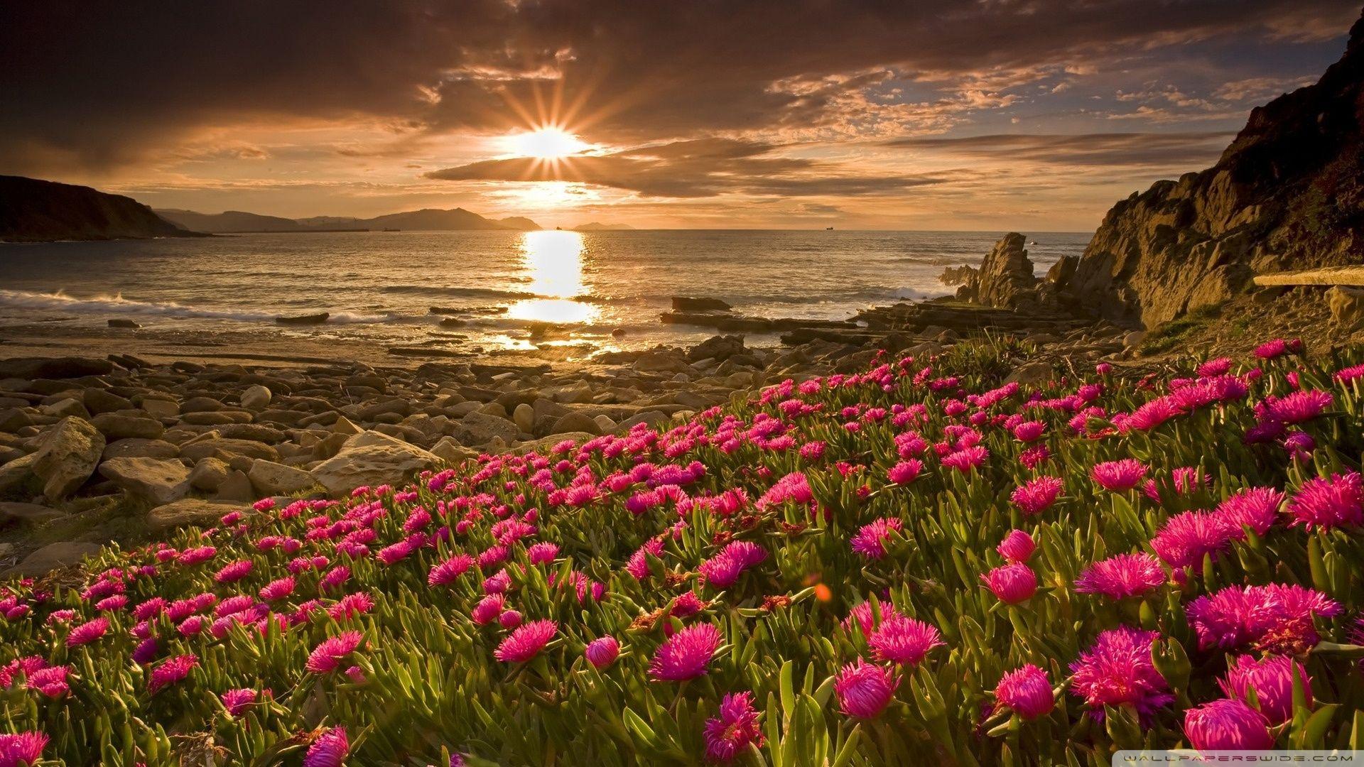 Ultra HD Flower Wallpapers Top Free Ultra HD Flower Backgrounds Ultra HD Flower Wallpapers Top Free Ultra HD Flower Backgrounds