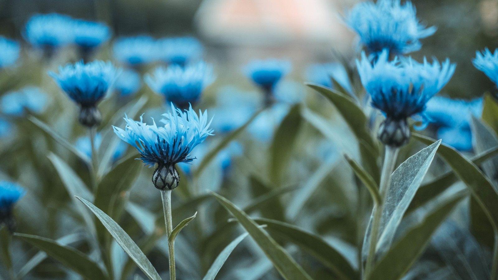 1600x900 Wallpaper Blue flowers, HD, 4K, Flowers