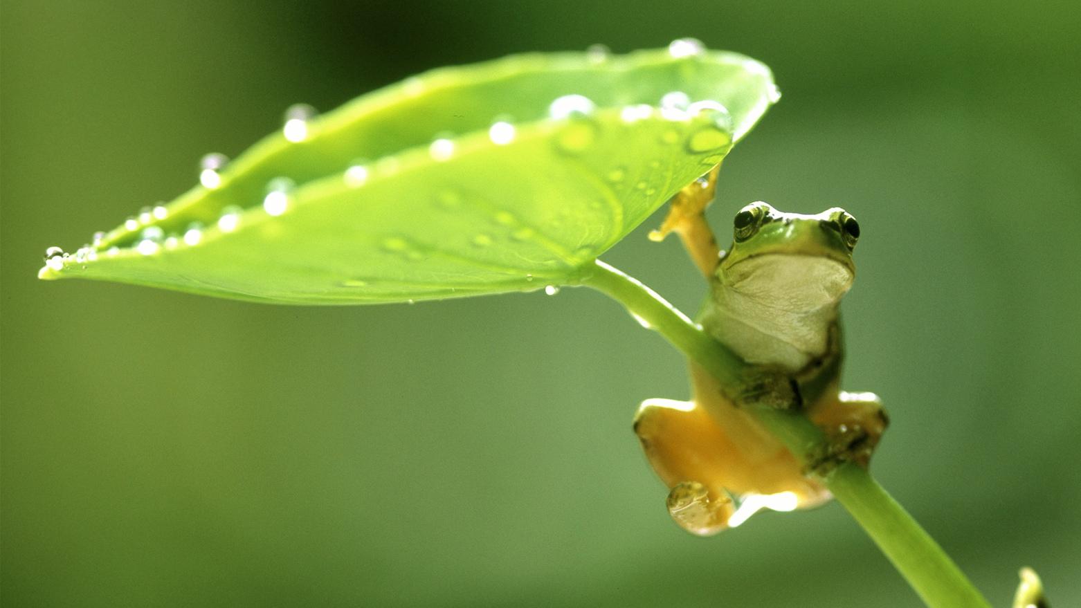 Cute Frog Backgrounds 52 pictures