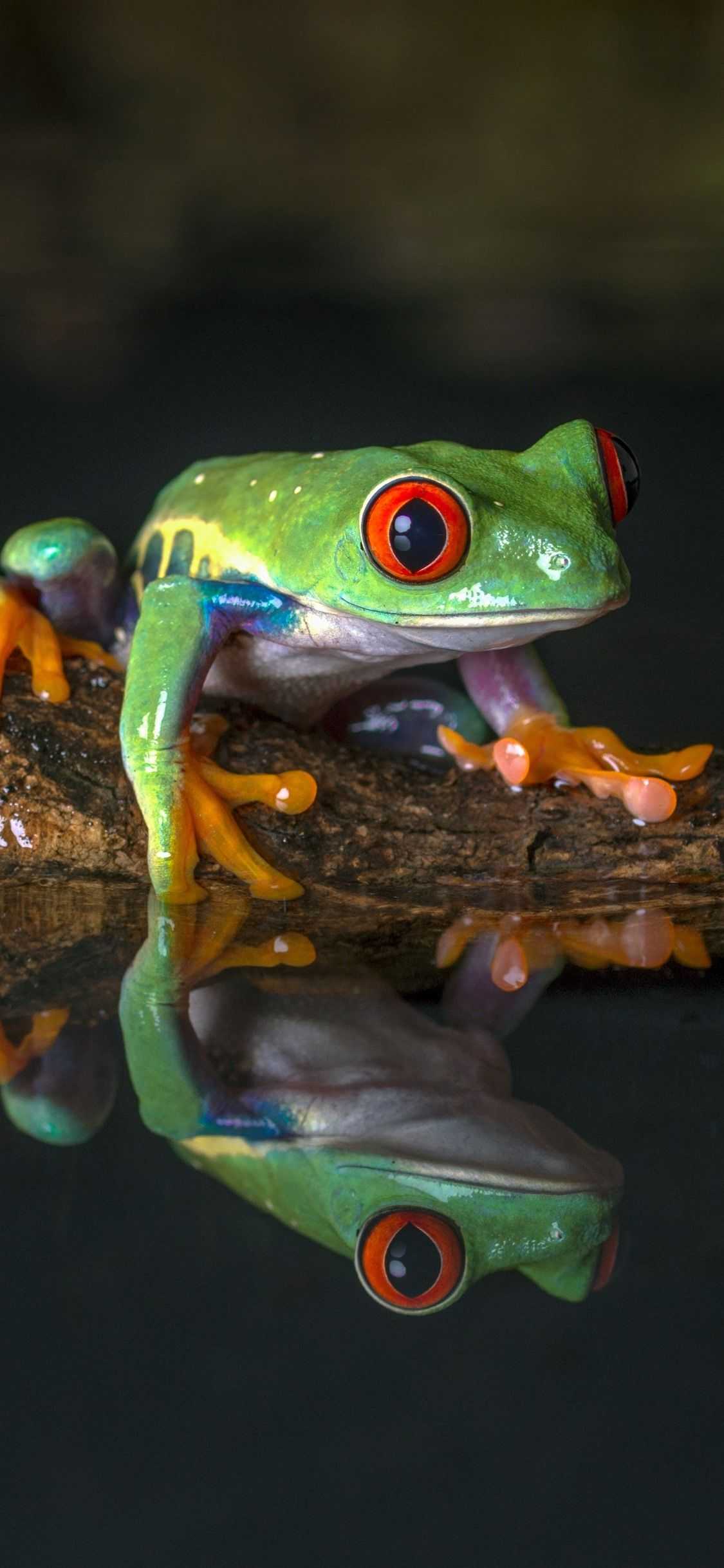 1125x2436 Frog Wallpaper